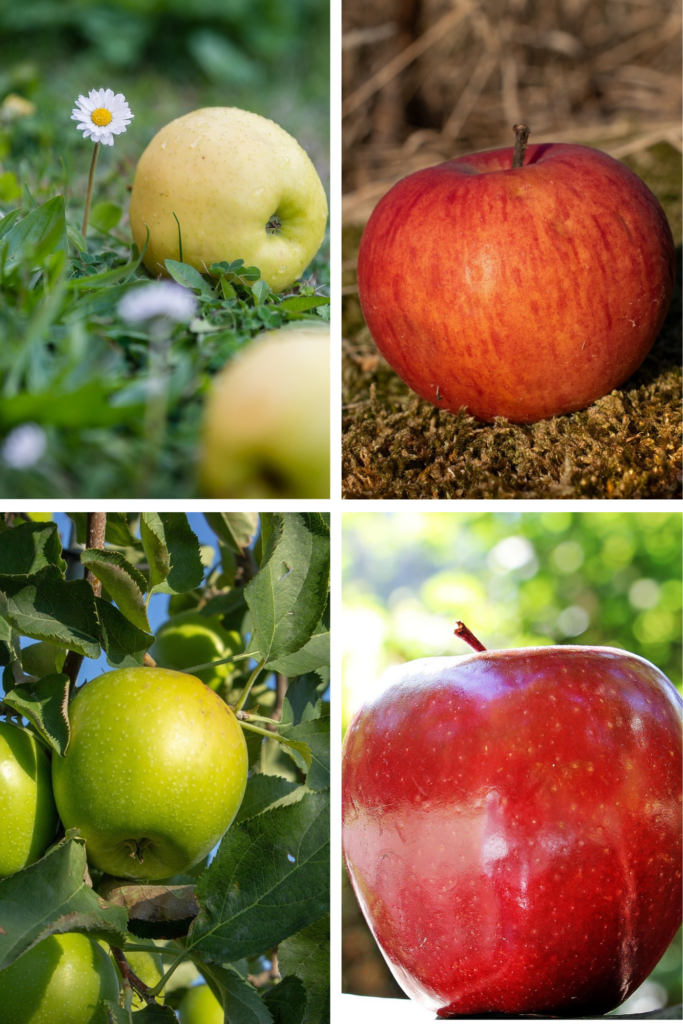 What makes Kotkhai apple special premium apples grown in Kotkhai orchards