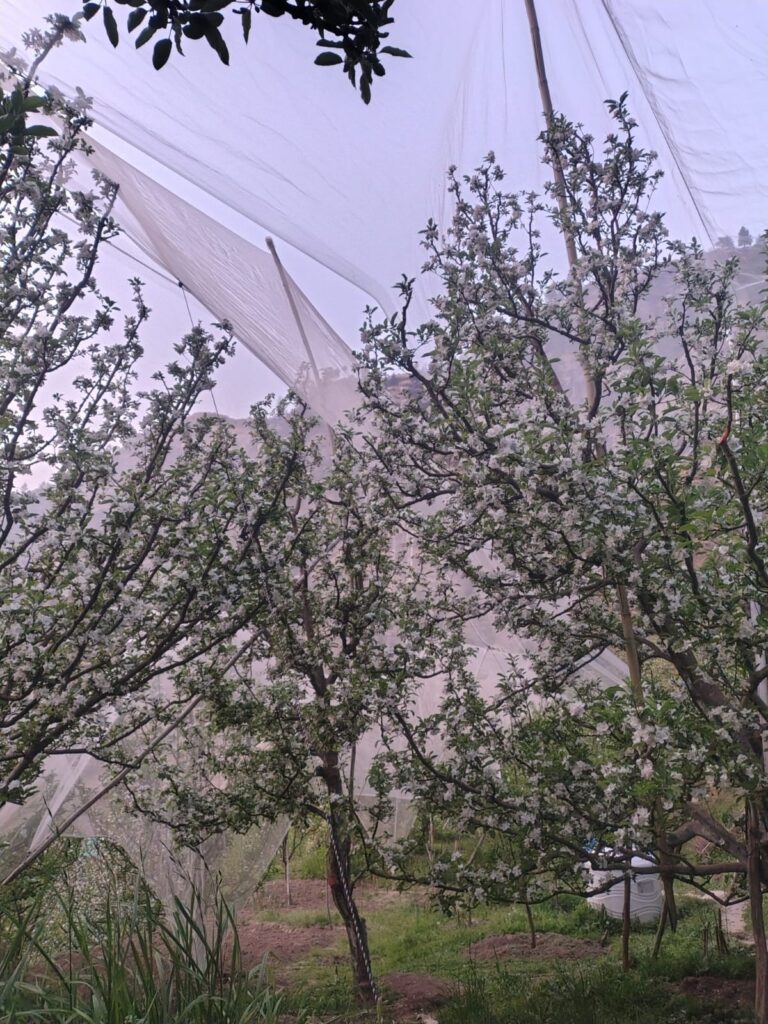 Map showing where is Kotkhai located in Himachal Pradesh India