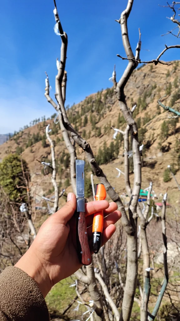 What makes Kotkhai apples special – farmers harvesting apples by hand