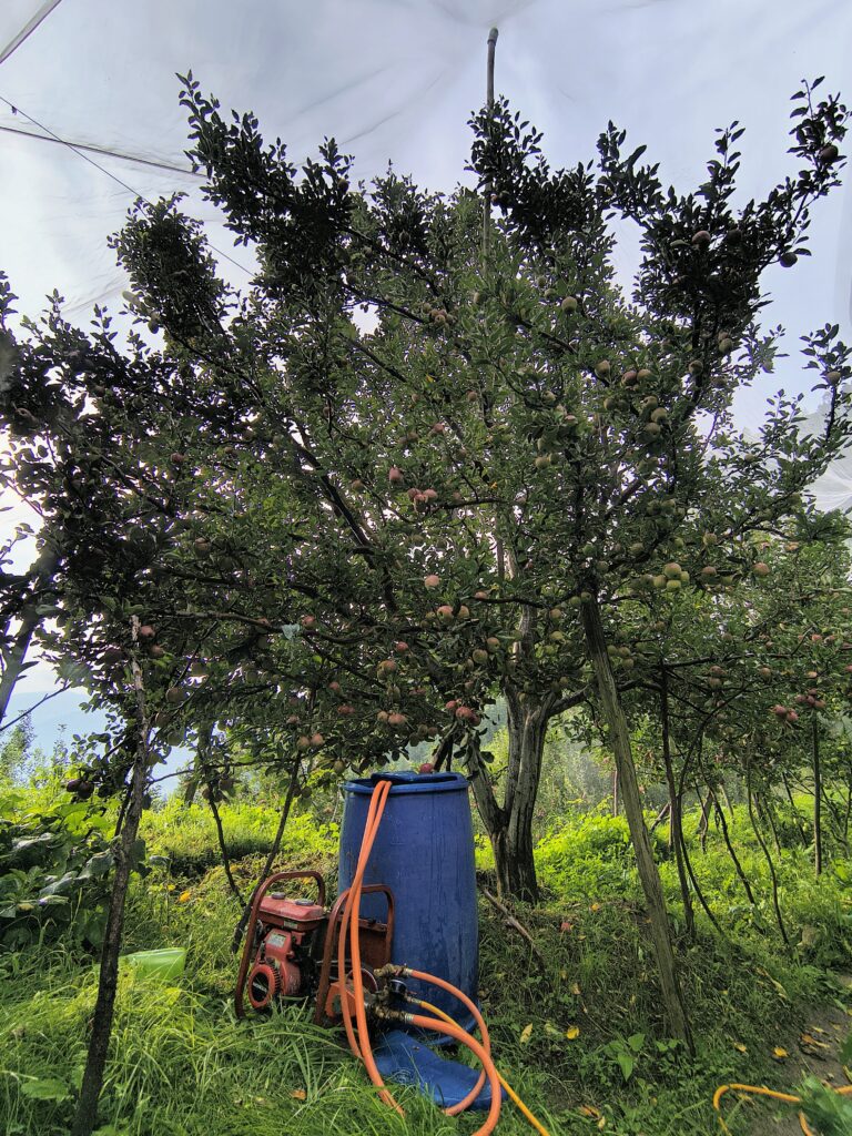 Apple orchards in Kotkhai Shimla district Himachal Pradesh