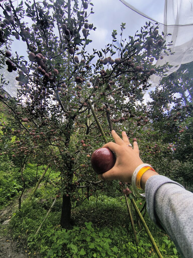 What makes Kotkhai apples special – basket full of freshly picked apples