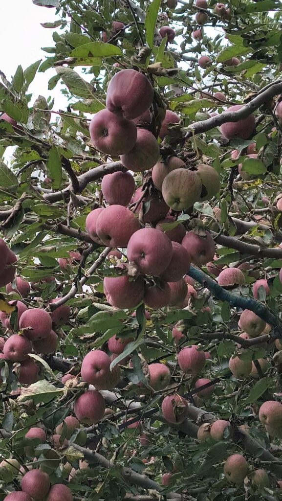 What makes Kotkhai apples special – close view of juicy red apples