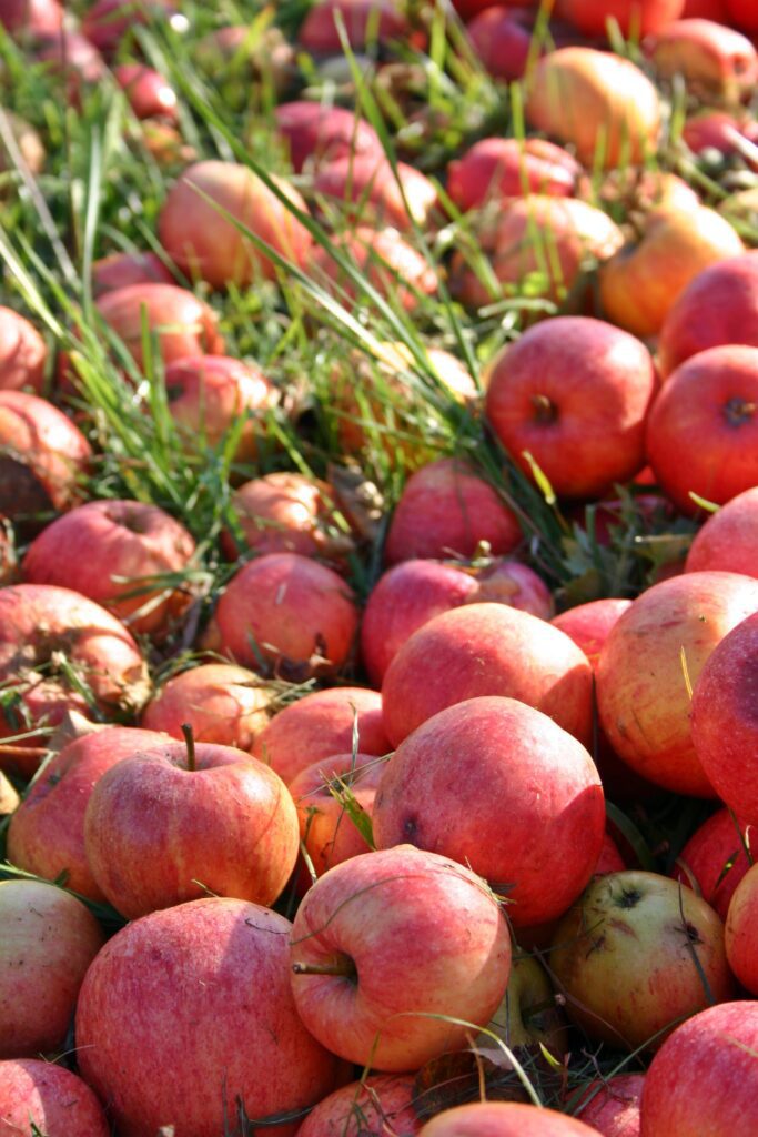 Types of Apples in Himachal Pradesh in Shimla orchards during harvest season