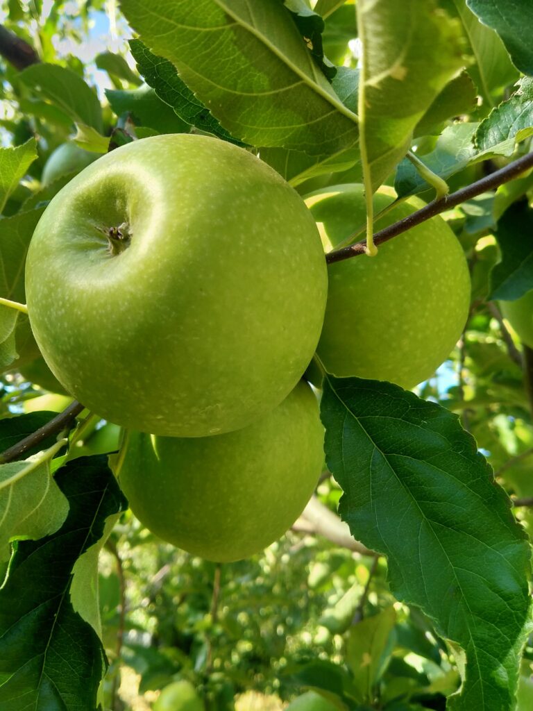 Types of Apples in Himachal Pradesh freshly picked by local farmers