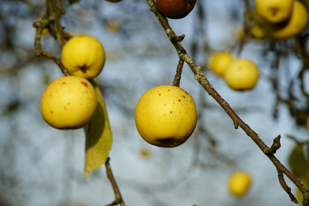 Types of Apples in Himachal Pradesh in traditional apple farming fields