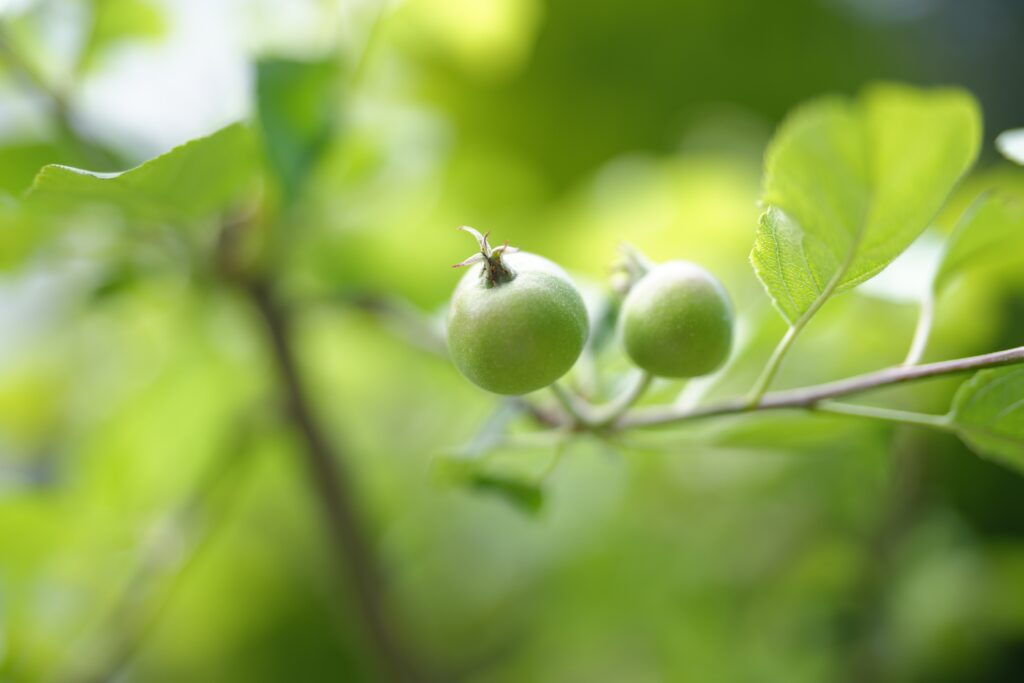 Types of Apples in Himachal Pradesh displayed in orchard with fresh harvest