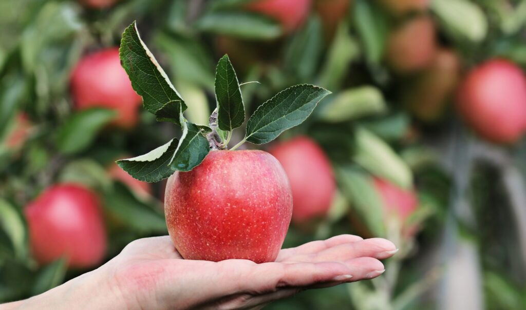 Types of Apples in Himachal Pradesh close-up of ripe and juicy apples