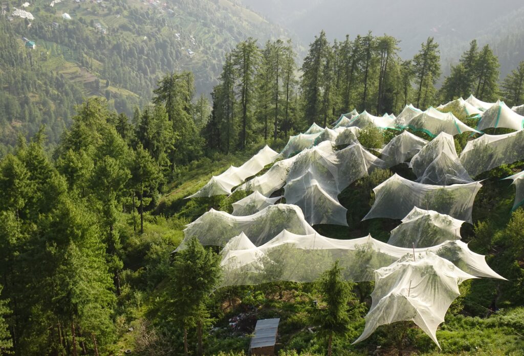 Types of apples in Himachal Pradesh displayed in an orchard